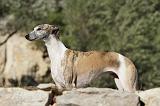 WHIPPET 157